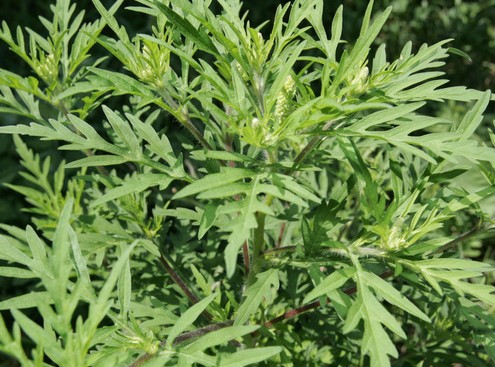 parlagfu-allergia-imune.bio
