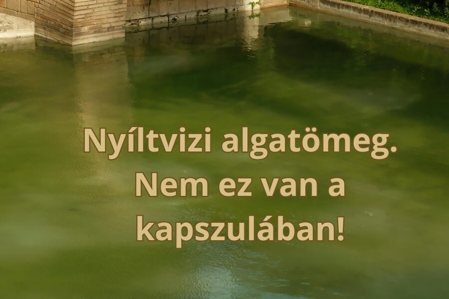 Az Imune zöld alga előnyei