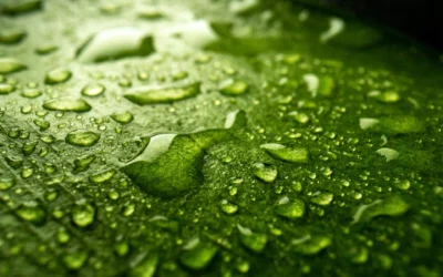 Mikroalga fogyasztása a mindennapokban– mit jelent ez valójában?