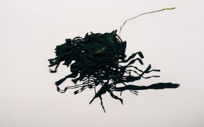 Mikroalga vs alga? Miben különbözik a mikroalga a többi algától?