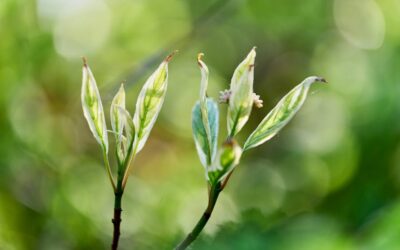 Természetes ≠ biztonságos automatikusan