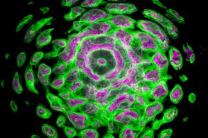 algak tudomanyos kutatasa