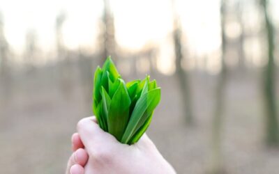 Medvehagyma, vagy gyöngyvirág? 5 biztos tipp a megkülönböztetéshez.