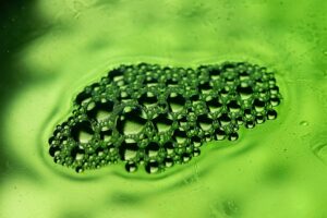 Mikroalga sejtek mikroszkóp alatt – a tudományos vizsgálatok gyakran ilyen struktúrákat elemeznek.